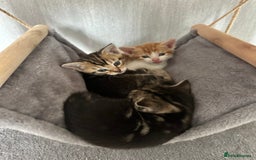 Mixed Breed cats for sale: 4 beautiful loving boys 🩵 - Image 2