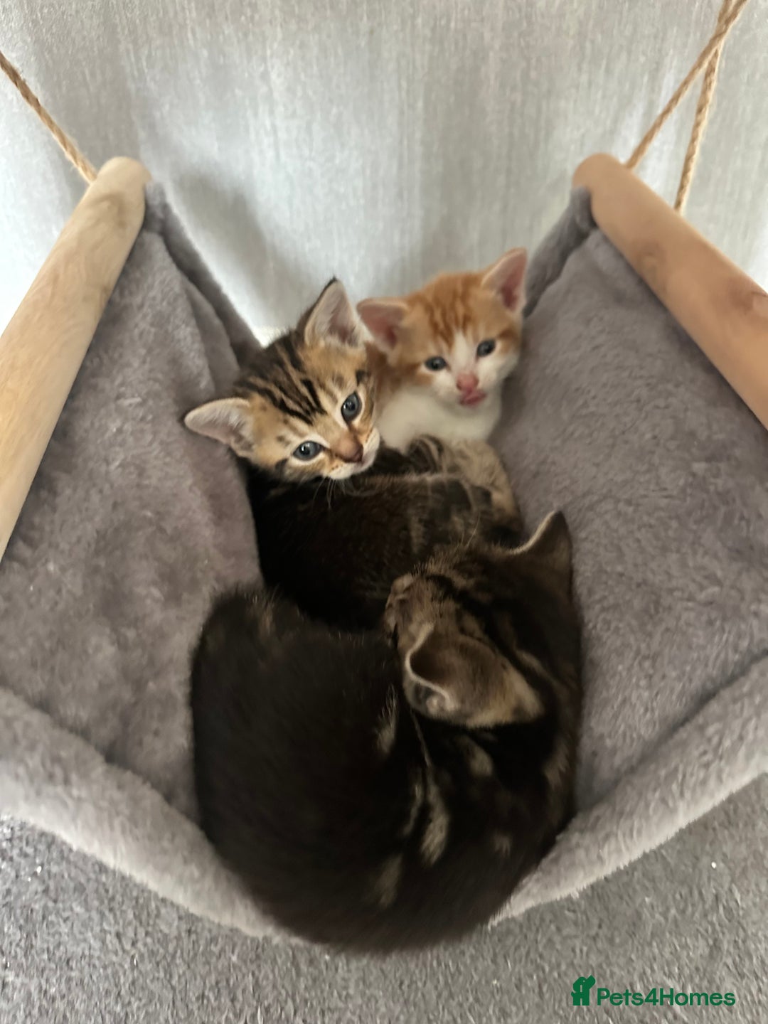 Mixed Breed cats for sale: 4 beautiful loving boys 🩵 - Image 2