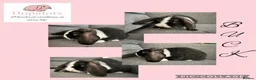 Mini Lop rabbits for sale: Pure mini lops  - Advert 4