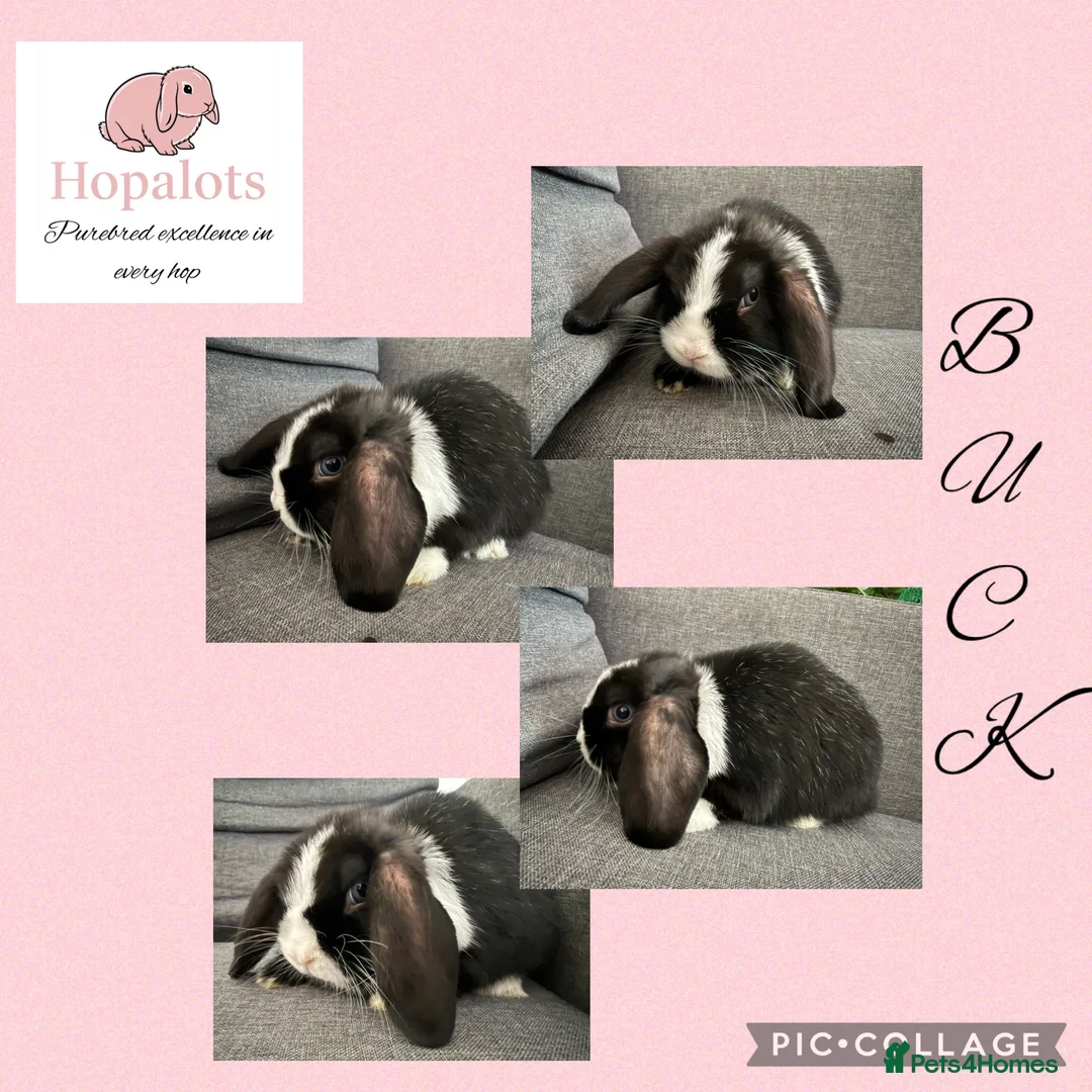 Mini Lop rabbits for sale: Pure mini lops  - Advert 4