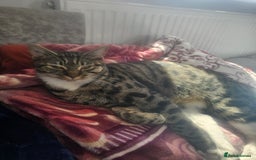 Norwegian Forest Cat cats for sale: Georgeta Ana Ivan  - Image 5