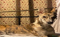 Lurcher dogs for sale: 1 year old Lurcher  - Image 3