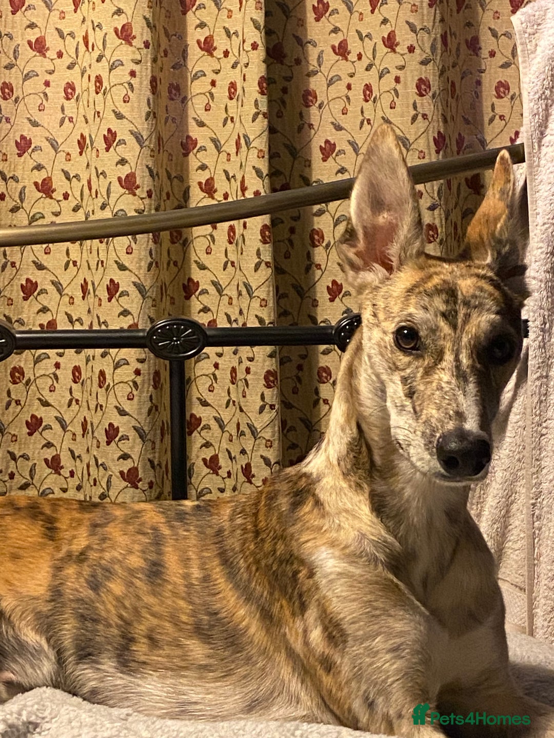 Lurcher dogs for sale: 1 year old Lurcher  - Image 3