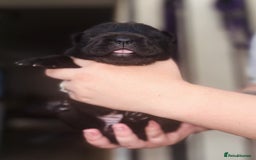 Shar Pei dogs for sale: REDUCED*READYNOW Beautiful bear/brush shar peis  - Image 21