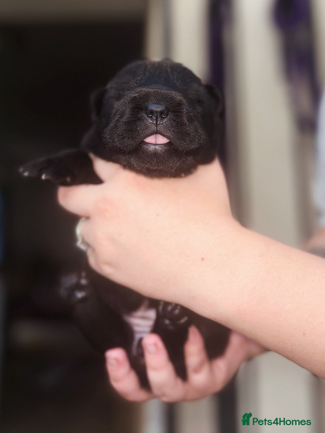 Shar Pei dogs for sale: REDUCED*READYNOW Beautiful bear/brush shar peis  - Image 21