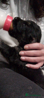 Mixed Breed dogs - Advert 1