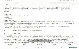 Cockapoo dogs for sale: Gorgeous F1B cockapoo  - Advert 5