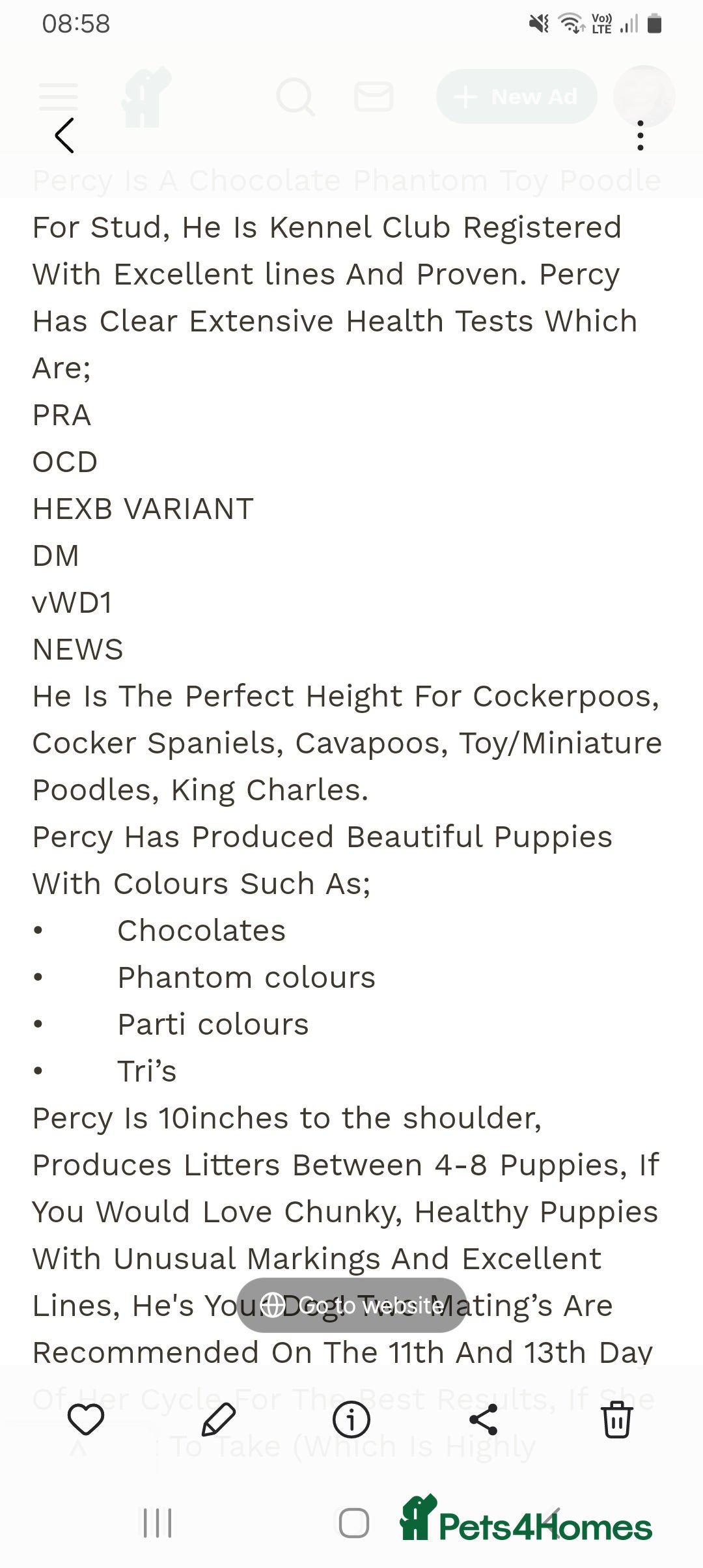 Cockapoo dogs for sale: Gorgeous F1B cockapoo  - Advert 5