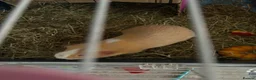 Guinea Pig rodents for sale: 2 yr old me guinea pig - Advert 3