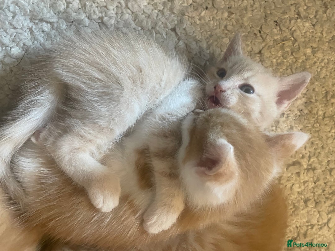 Mixed Breed cats for sale: Ready for Summer Holidays  in Shaftesbury - Image 6