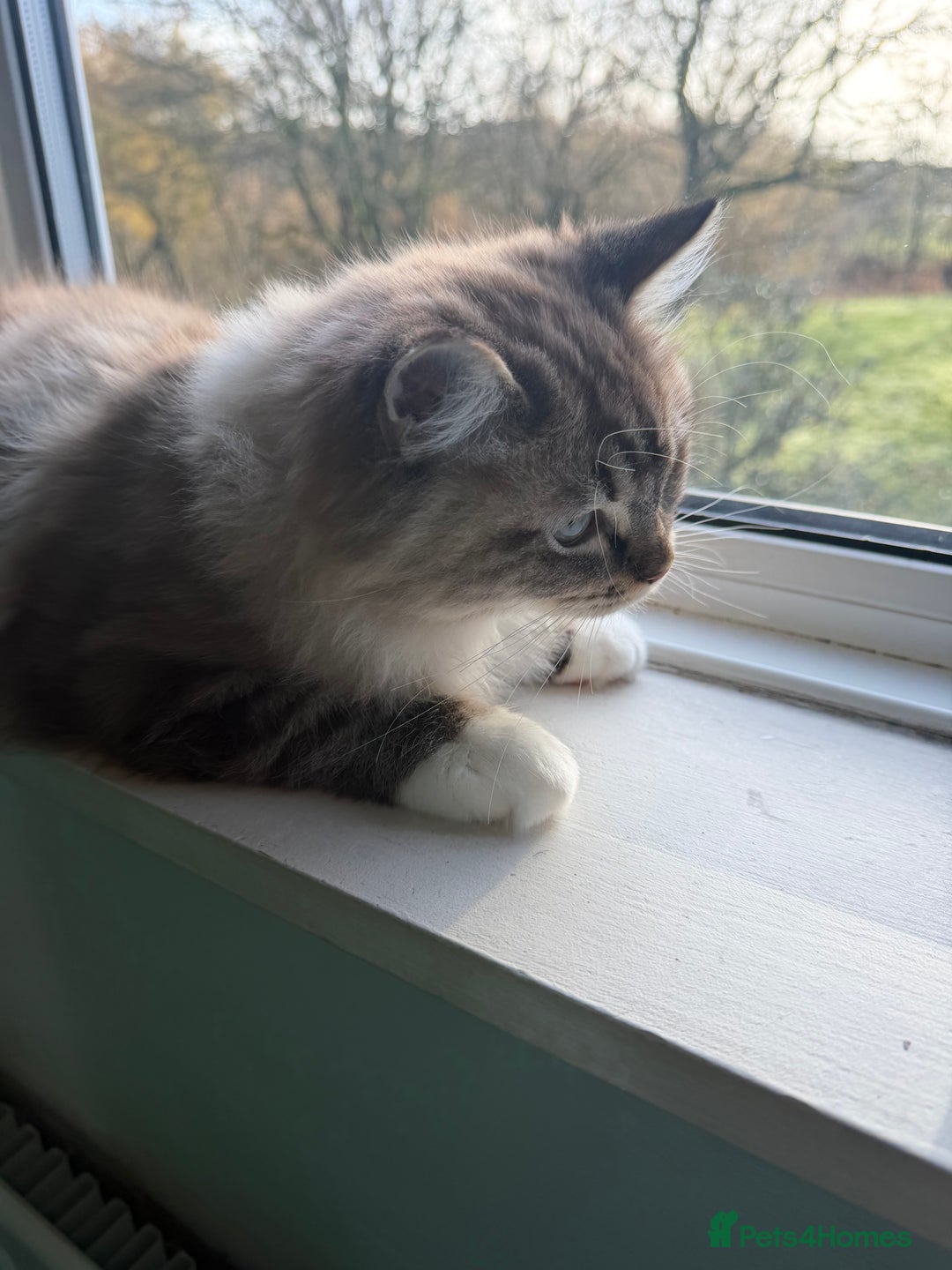 Ragdoll cats for sale: Seal Lynx Mink ragdoll  - Advert 2