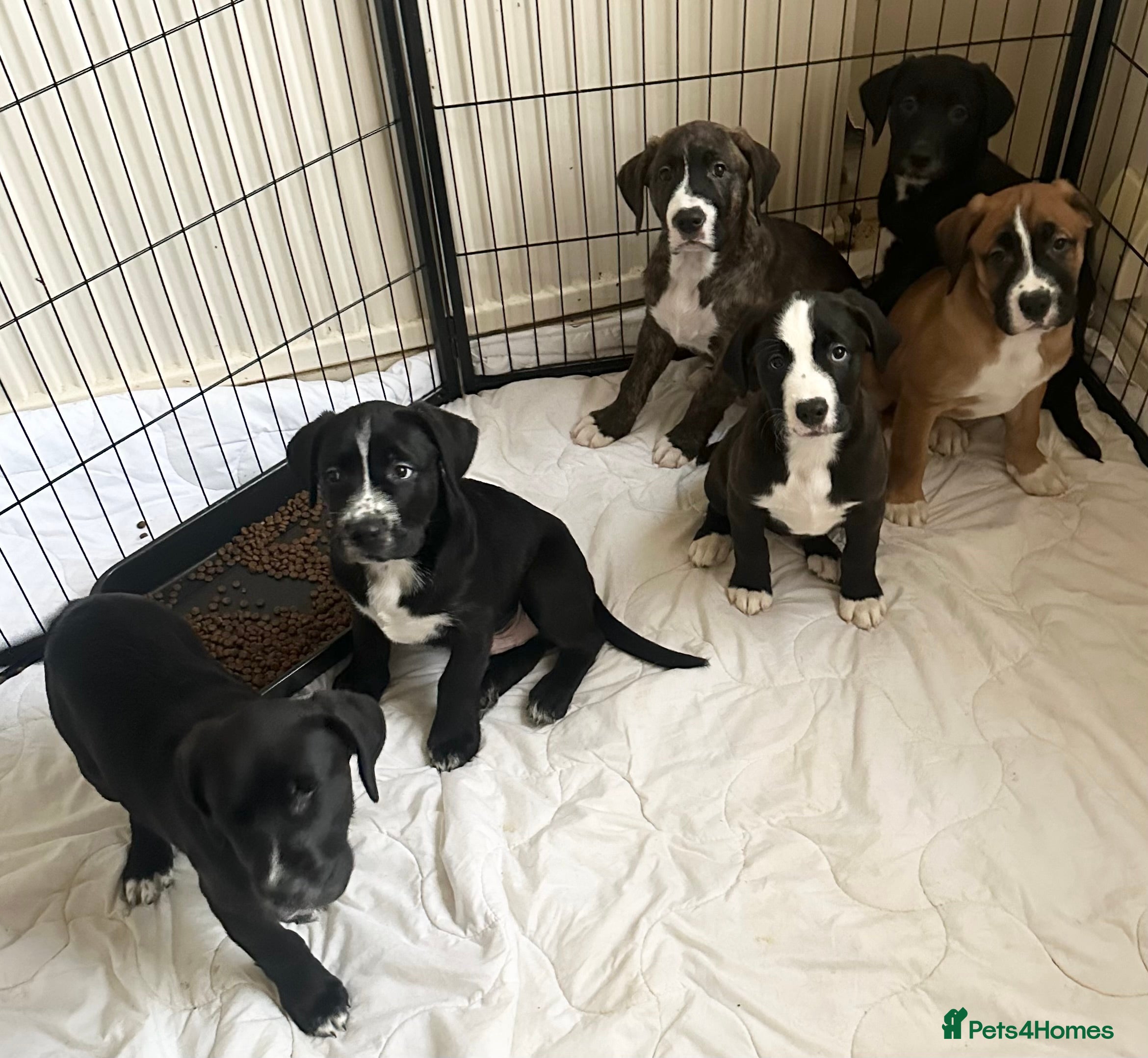 Mixed Breed dogs Lab- Cane Corso Puppies Looking for Loving Homes  - Advert 6