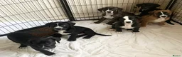 Mixed Breed dogs for sale: Lab- Cane Corso Puppies Looking for Loving Homes  - Advert 1