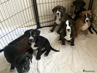 Mixed Breed dogs Lab- Cane Corso Puppies Looking for Loving Homes - Advert 16