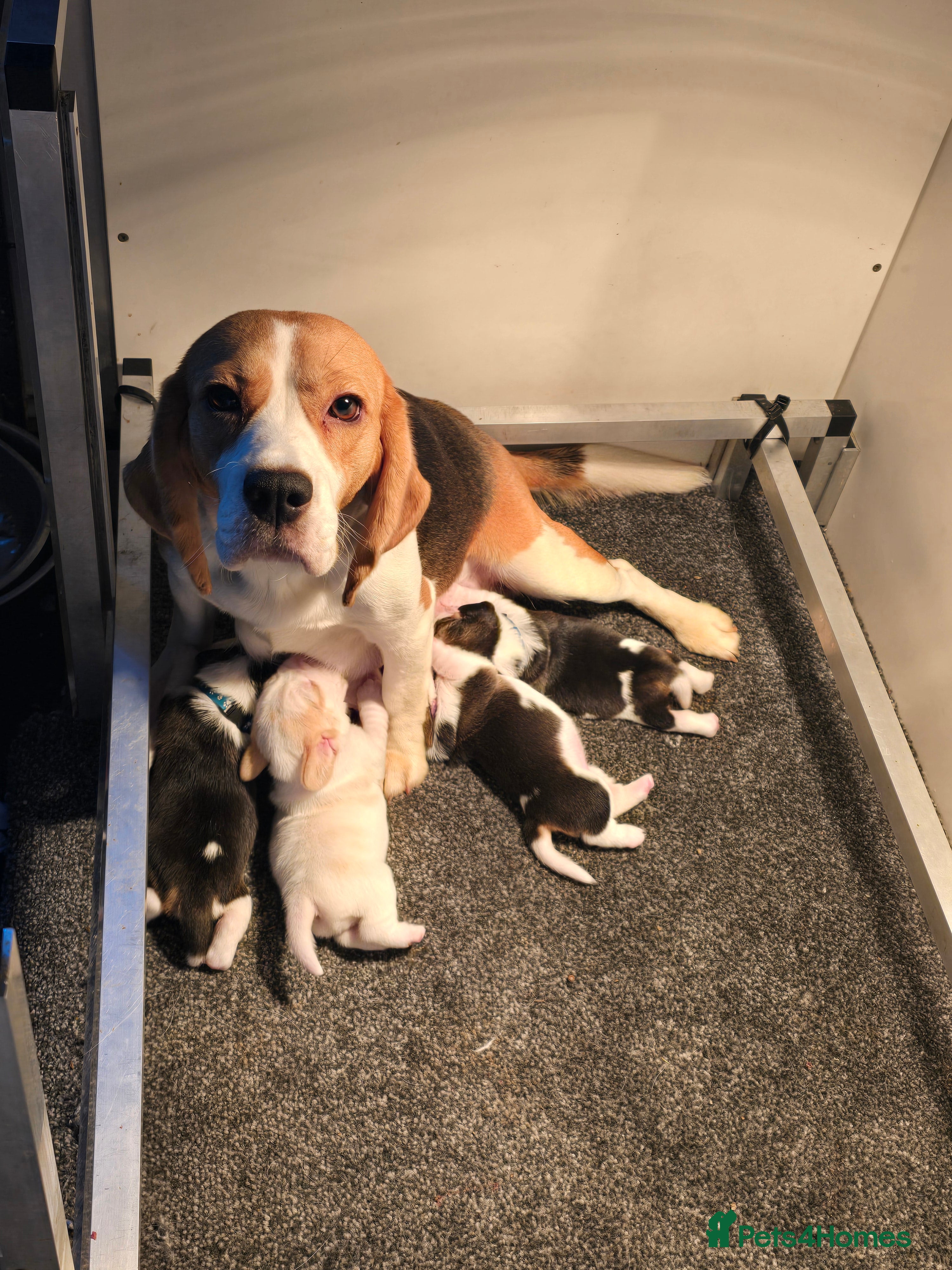 Beagle dogs Kennel Club Reg Beagle pups tri male, t/w bitch  - Advert 1