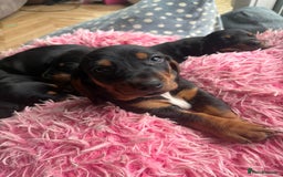 Mixed Breed dogs for sale: Basset Hound x Dacshund  - Image 8