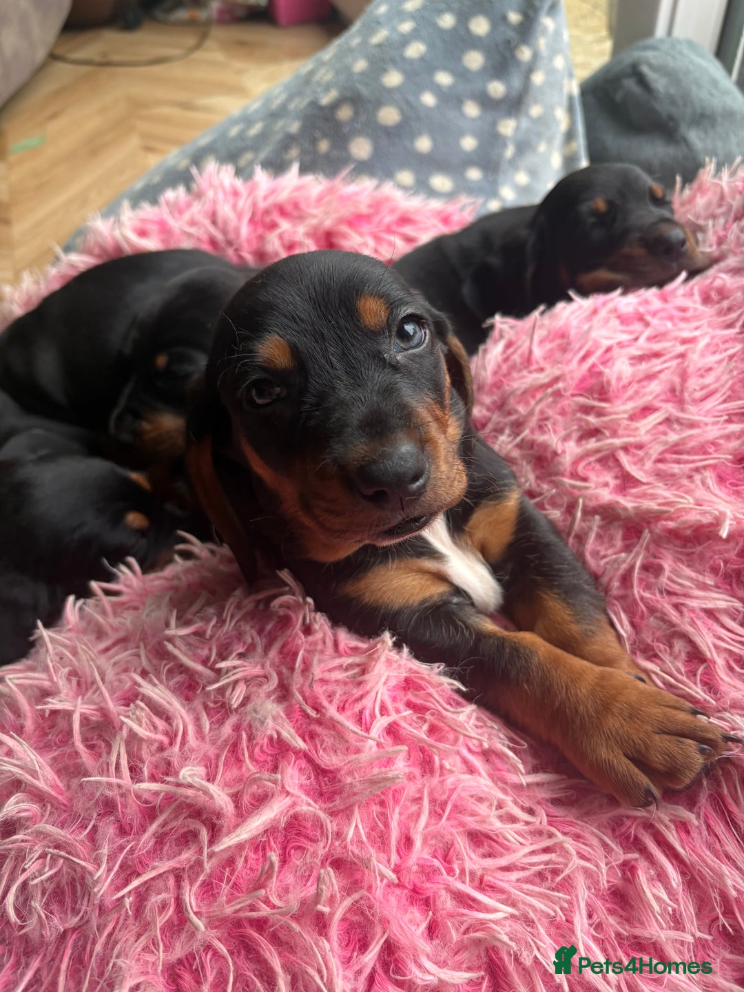 Mixed Breed dogs for sale: Basset Hound x Dacshund  - Image 8
