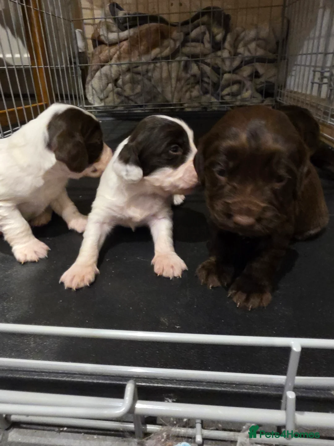 Sprocker dogs for sale: Sporker puppies  - Advert 7