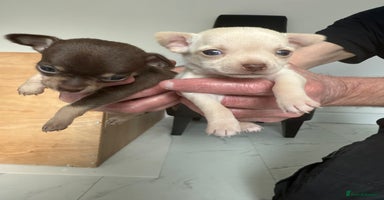 Chihuahua dogs - Advert 5