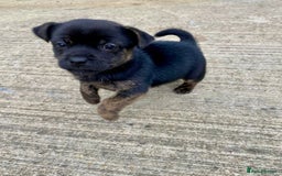 Jug dogs for sale: Jug puppies - Image 1