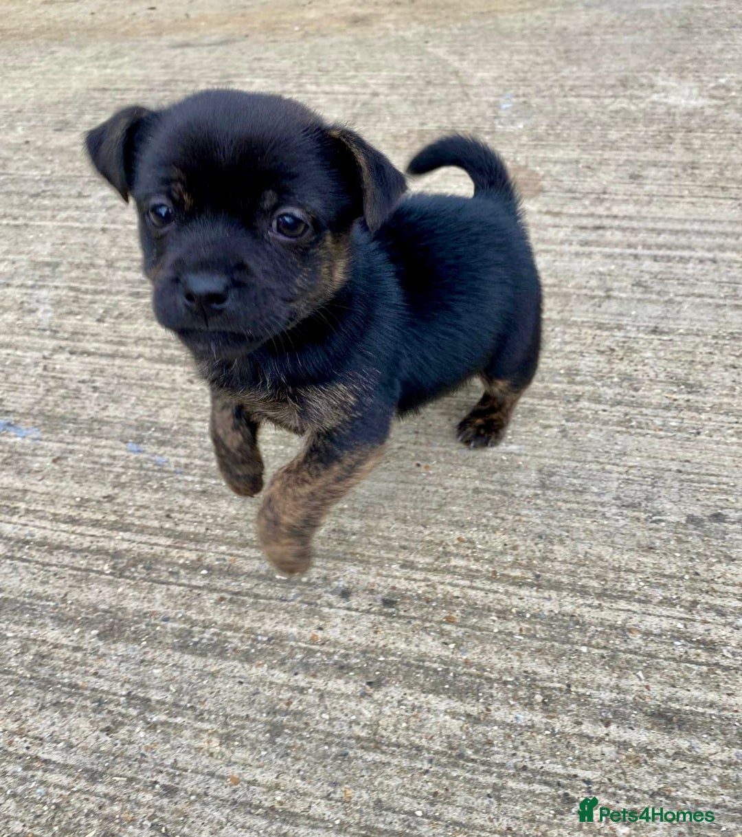 Jug dogs for sale: Jug puppies - Image 1