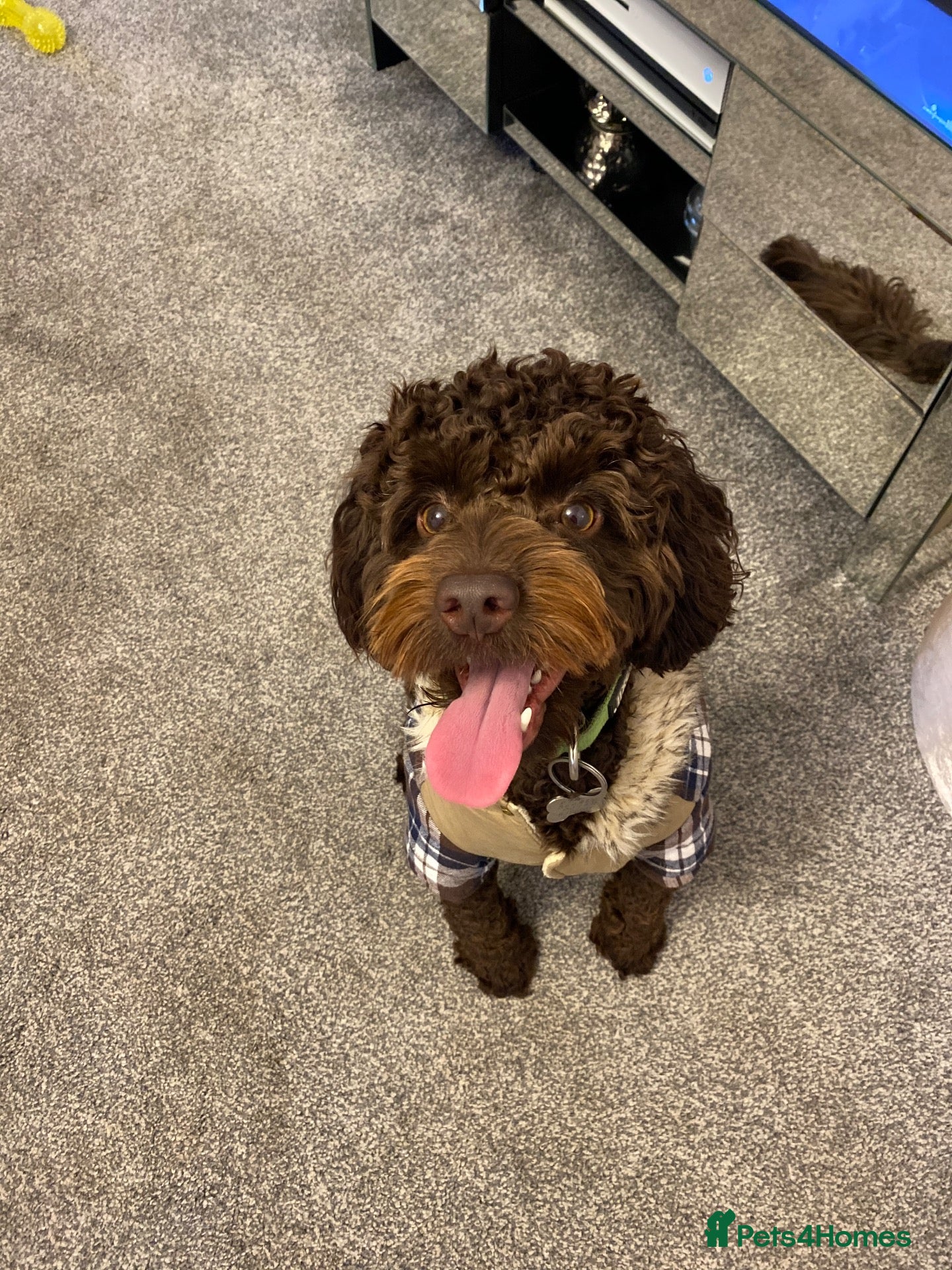 Cockapoo dogs Charlie the cockerpoo - Advert 1
