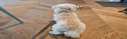 Maltipoo dogs for sale: Motchi - Advert 2