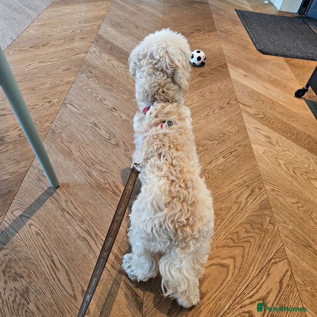Maltipoo dogs for sale: Motchi - Advert 2