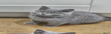 British Shorthair Kitten 1