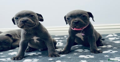 Staffordshire Bull Terrier dogs - Advert 14