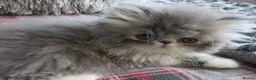 Persian cats for sale: Adorable female Persian kittens - Advert 7