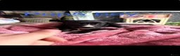 Mixed Breed dogs for sale: Lurcher pups  - Advert 6