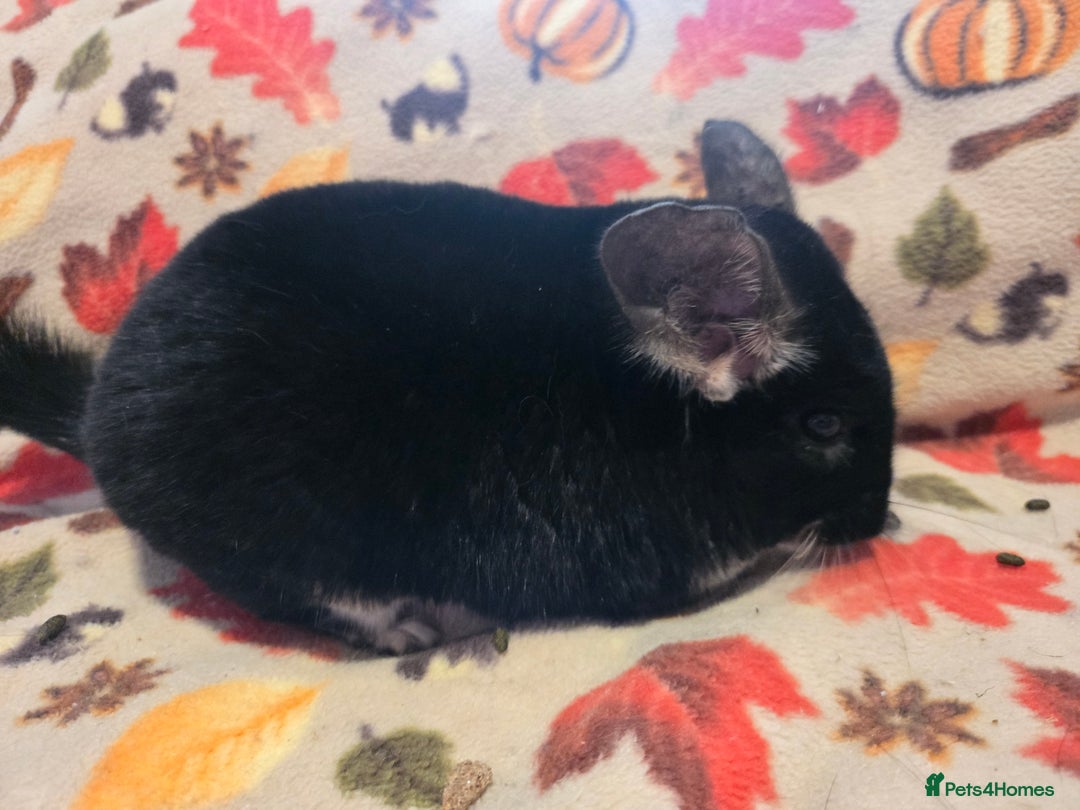 Chinchilla rodents for sale: Captain Jack Sparrow  - Image 17