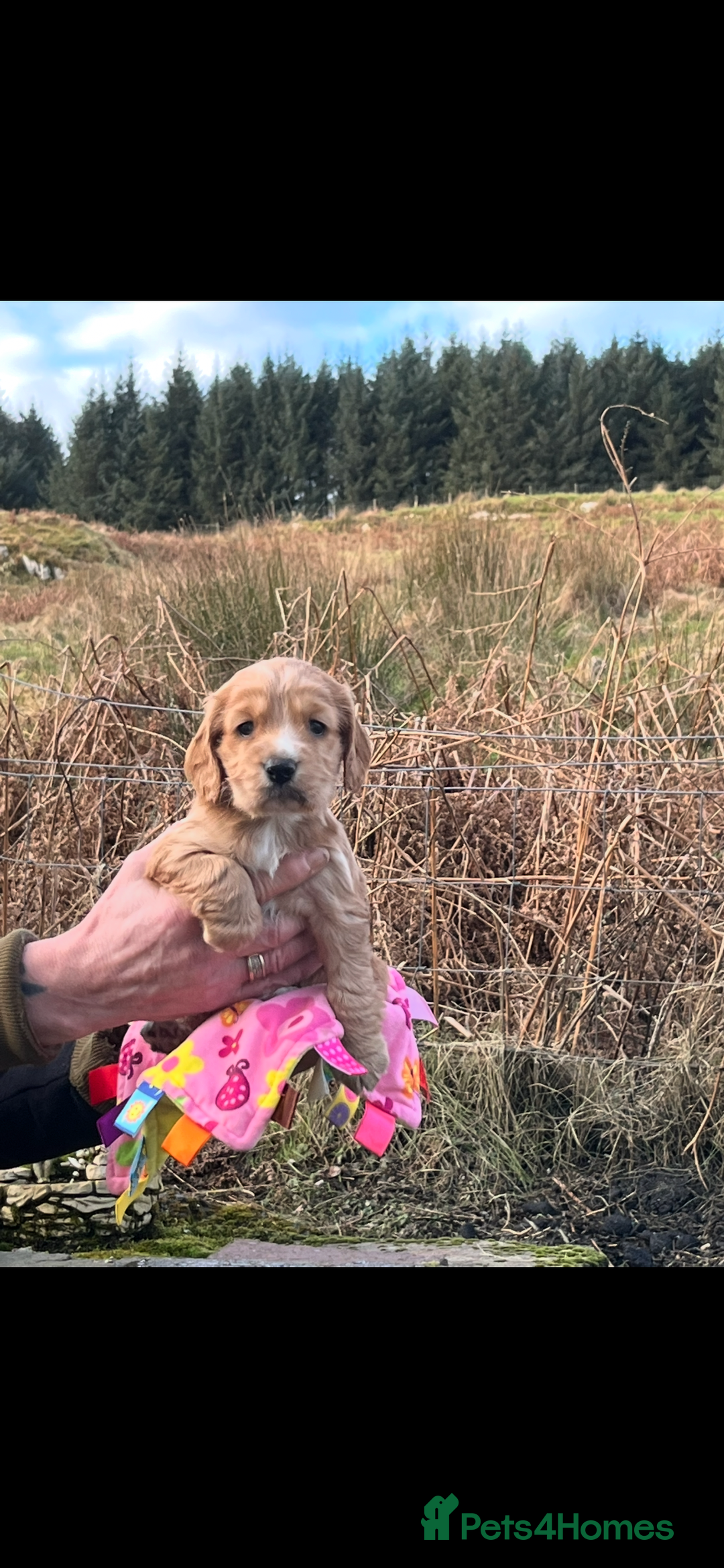 Cocker Spaniel dogs for sale: Champion KC WORKING Cocker Spaniels - Advert 4