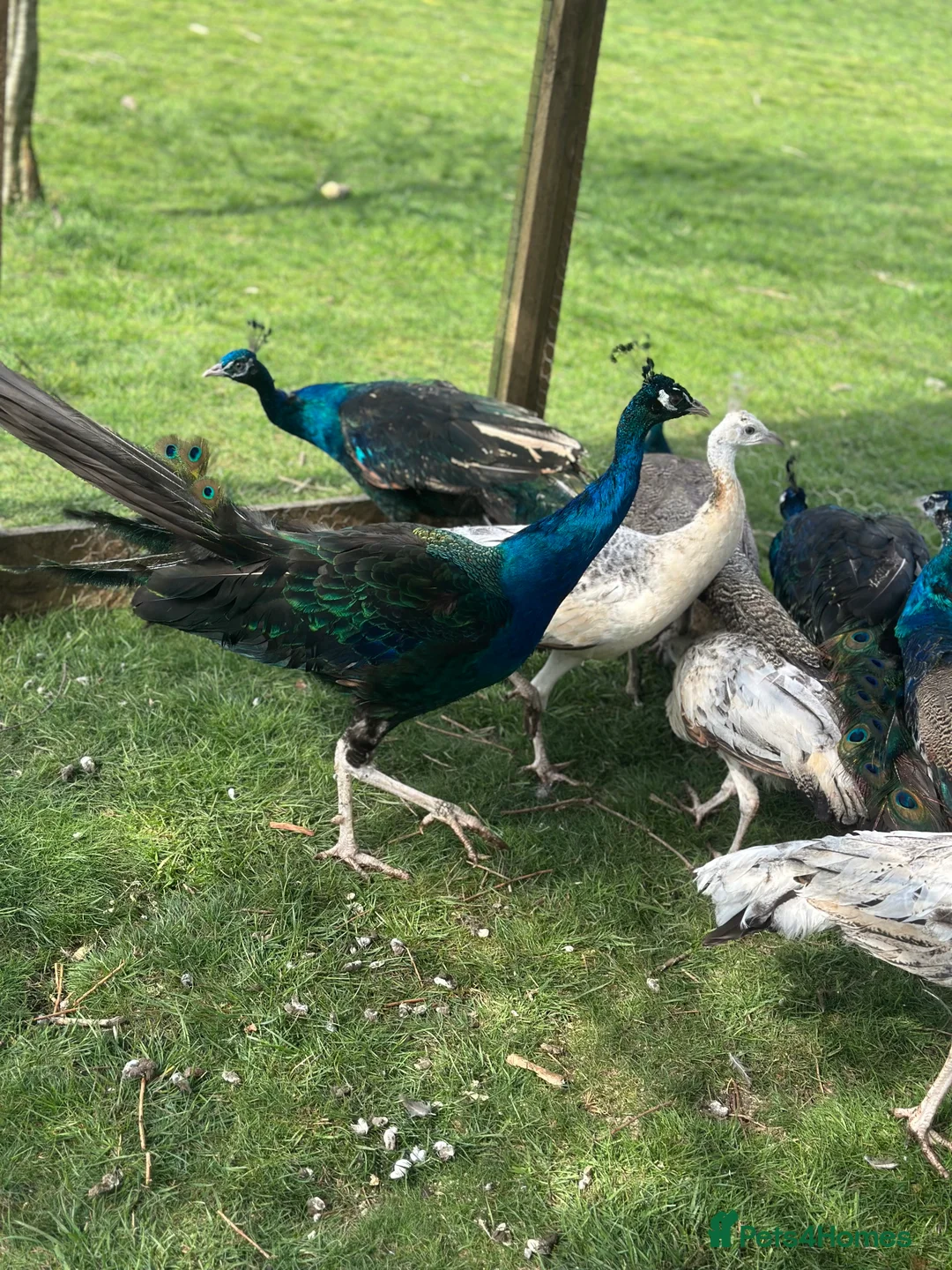 Peafowl poultry for sale: Blue Indian and black shoulder peafowl available  - Advert 4