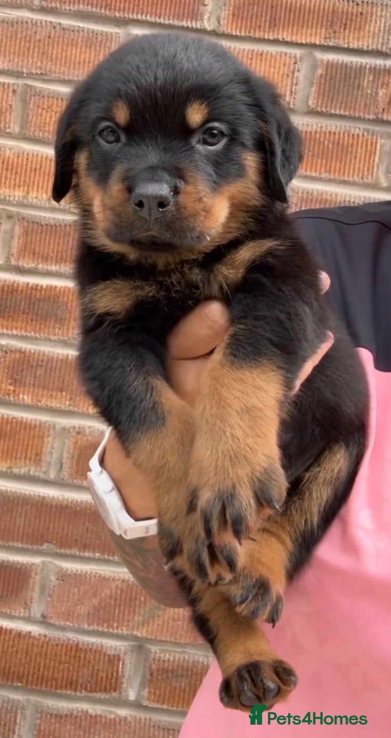 Rottweiler dogs German Lines Chunky Rottweiler Puppies - Advert 2