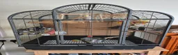 Parakeets birds for sale: Myers Parakeet in Warminster - Advert 5