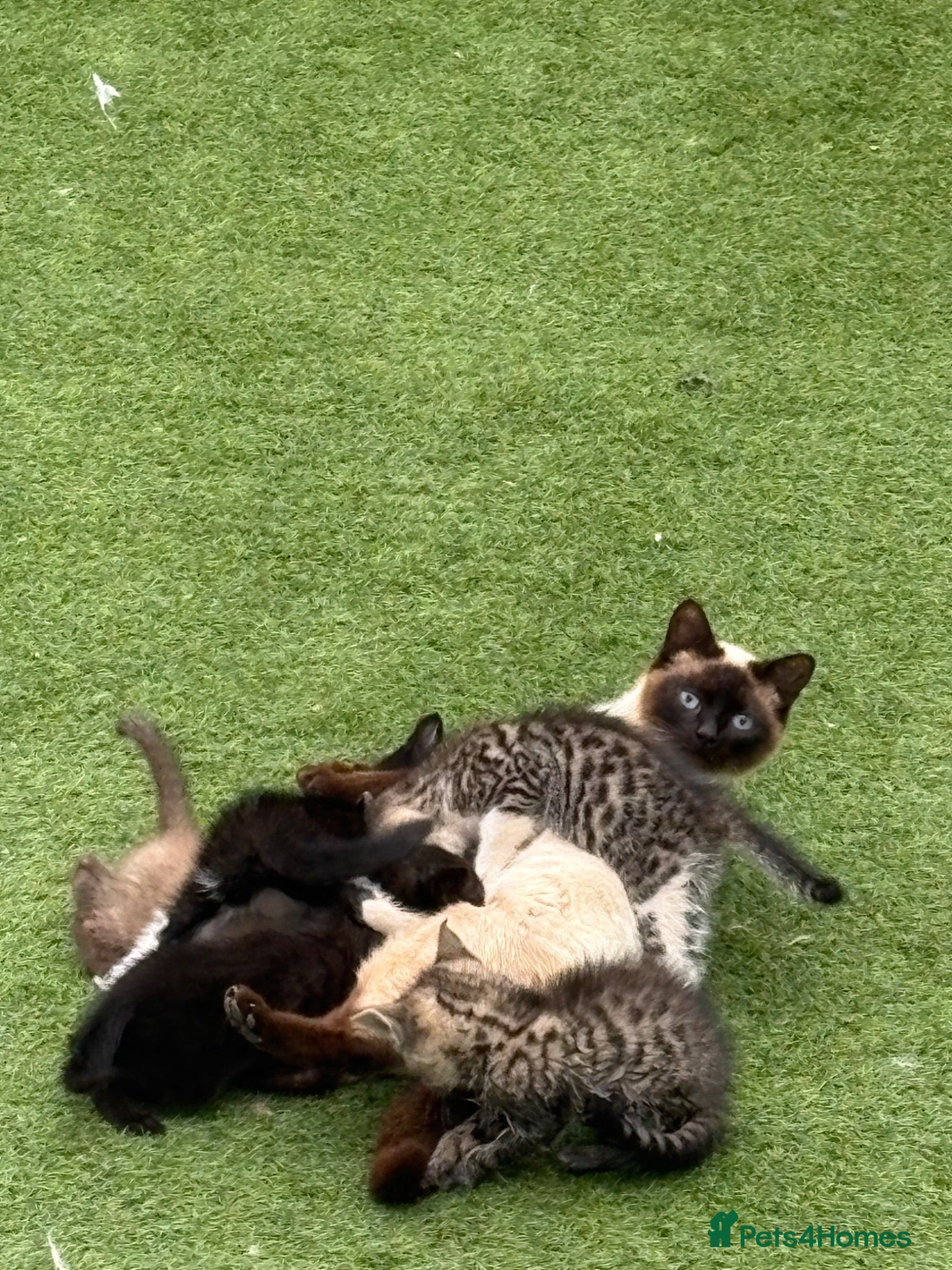 Mixed Breed cats Boy kitten  - Advert 1