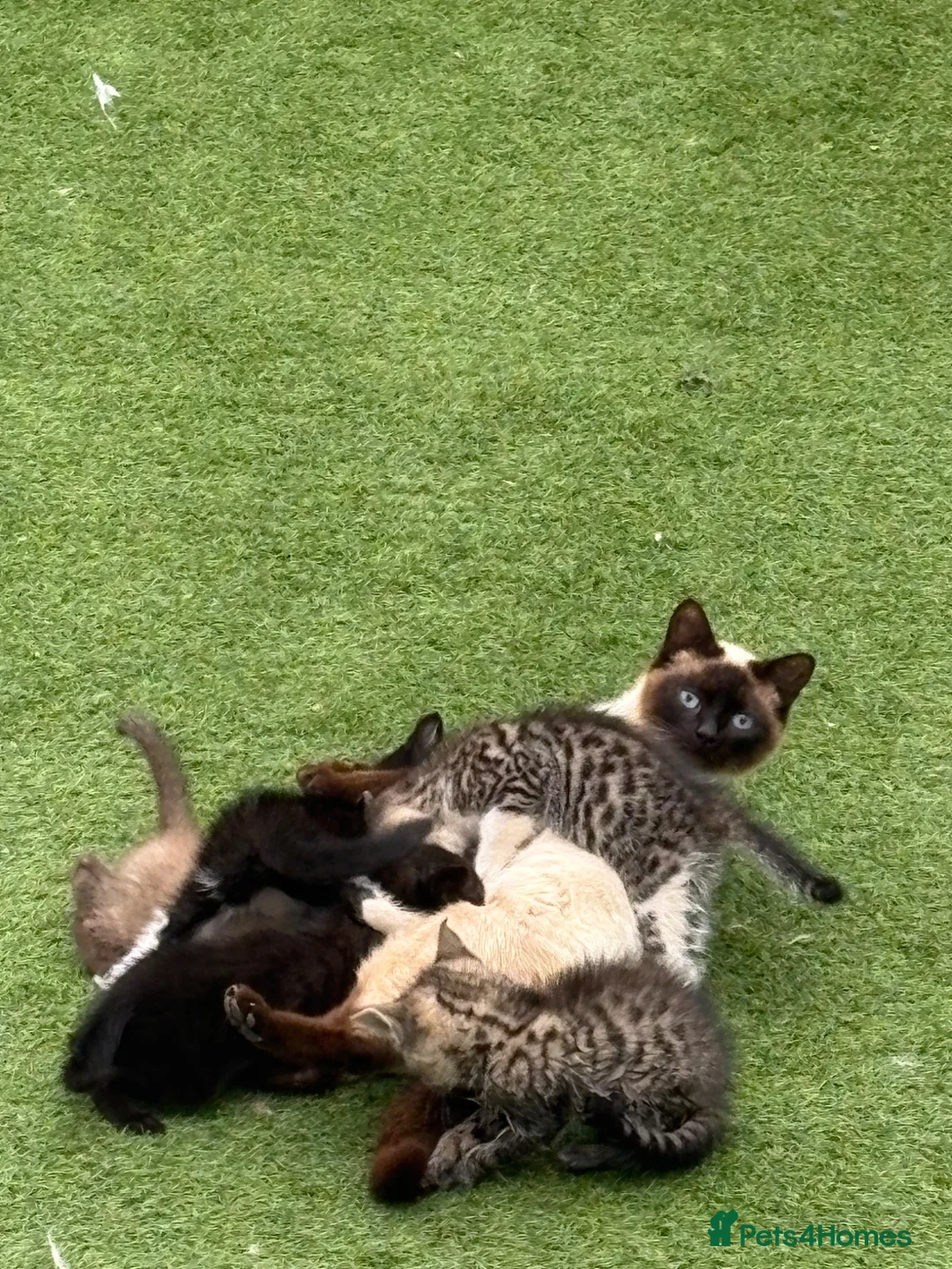 Mixed Breed cats for sale: Kittens  - Advert 1