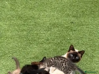 Mixed Breed cats Kittens - Advert 1