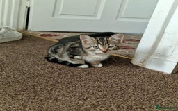 Mixed Breed cats for sale: 6 friendly tabby kittens - Image 16