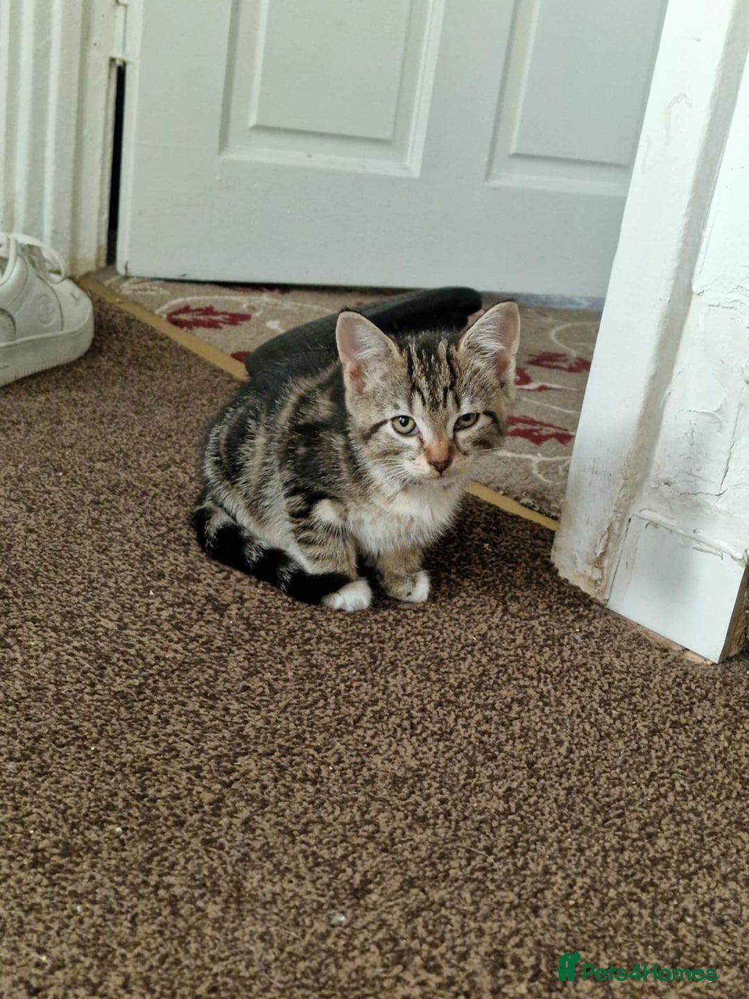 Mixed Breed cats for sale: 6 friendly tabby kittens - Image 16
