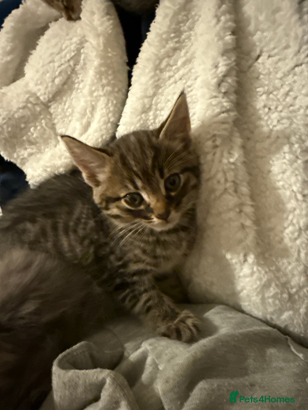 Domestic Shorthair cats for sale: Adorable, playful kitties ready for their homes - Image 4