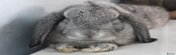 Dwarf Lop rabbits for sale: 2 male rabbits for adoption  in Beckenham - Advert 6