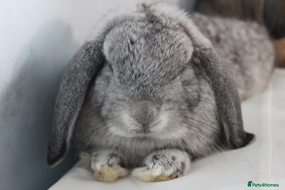 Dwarf Lop rabbits for sale: 2 male rabbits for adoption  in Beckenham - Advert 6