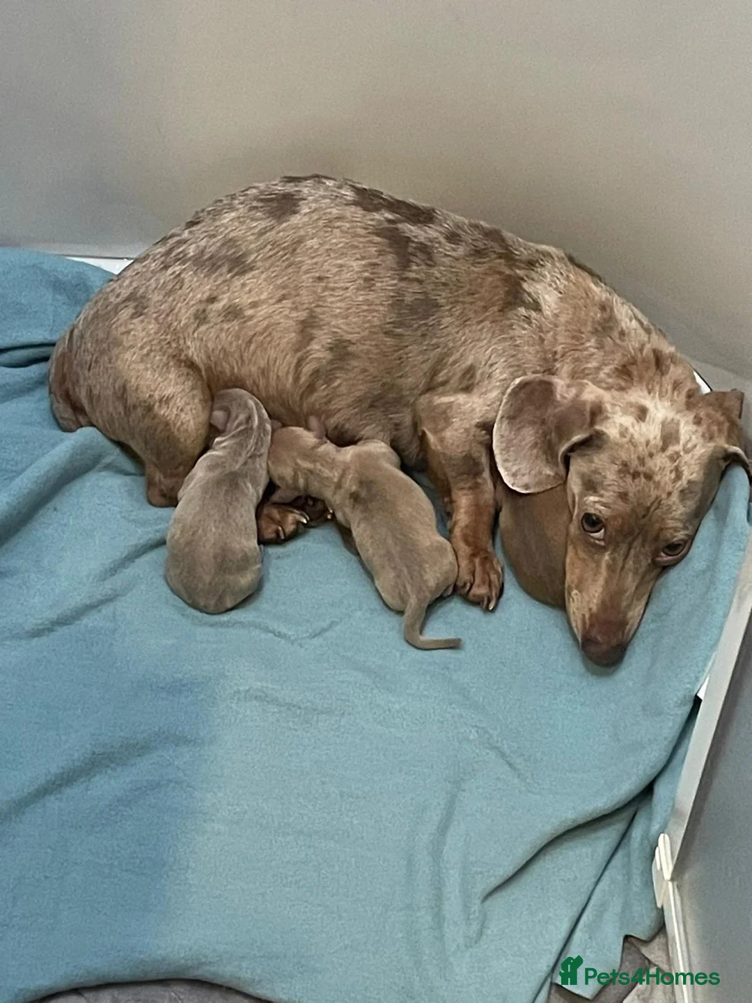 Miniature Dachshund dogs for sale: Miniature dachshund  - Advert 7