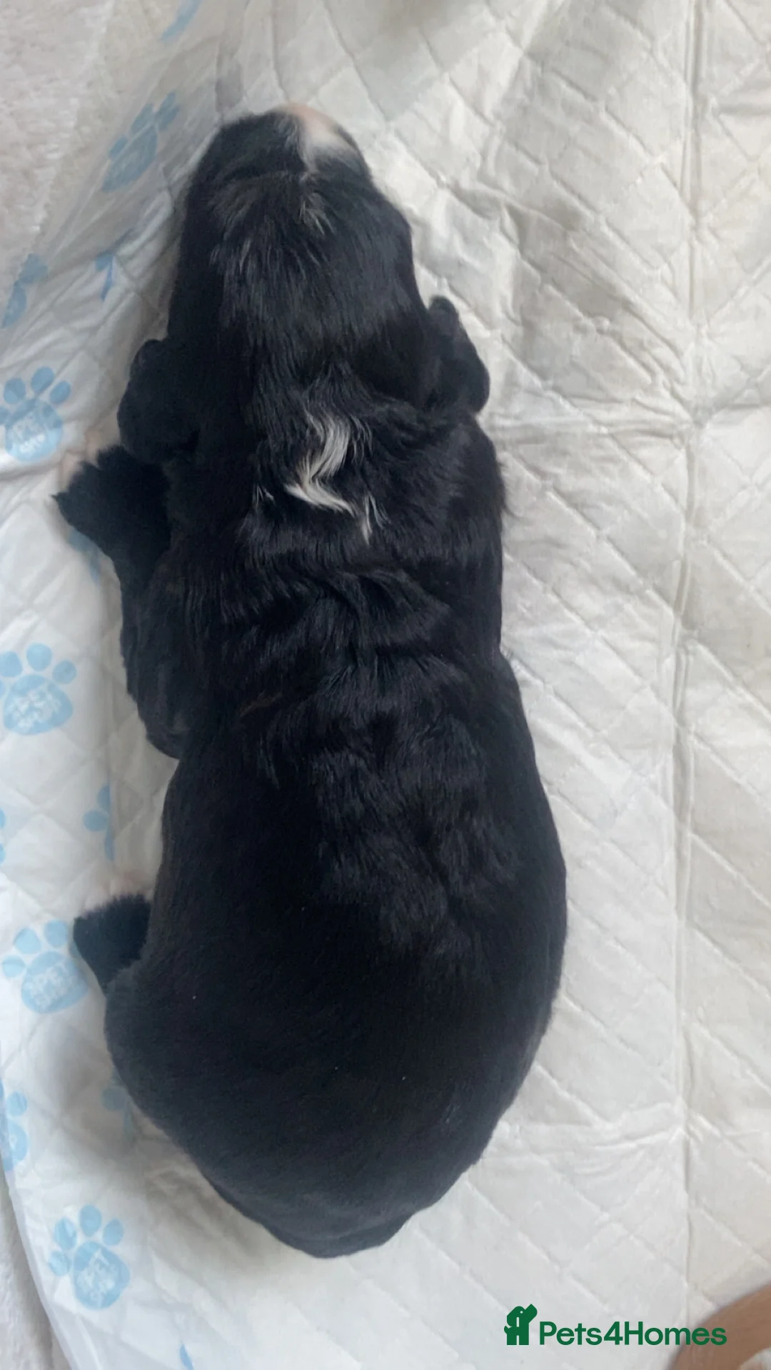 Cockapoo dogs for sale: 5 beautiful cockapoo puppies  - Advert 10