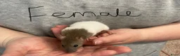 Rat rodents for sale: Baby rats - Advert 2