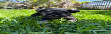 Miniature Schnauzer 1