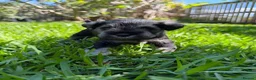 Miniature Schnauzer dogs for sale: Beautiful Pure Miniature Schnauzer Sweethearts  - Advert 3